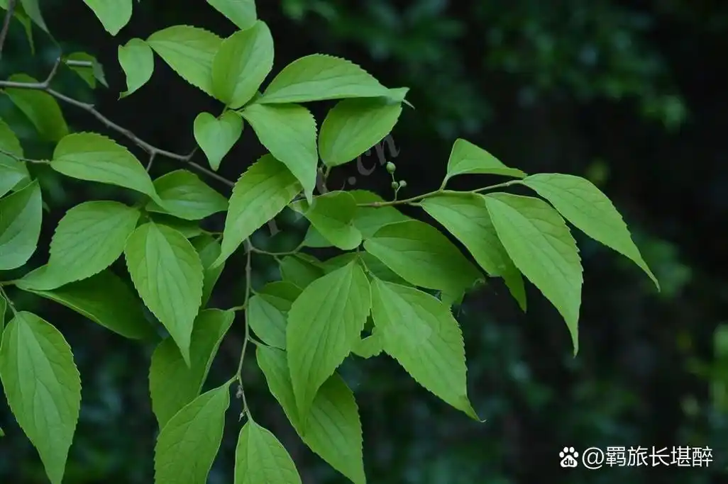 day24园林树木——朴树 中文名:朴树 拉丁学名:celtis sinensis pers.