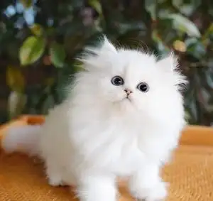 金吉拉幼猫可爱