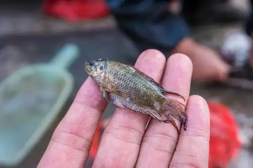 这种鱼黑乎乎的卖5元一斤,这种鱼老乡叫它黑老婆鱼.