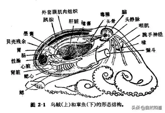 为什么越来越多的科学家认为章鱼可能不是地球的生物?