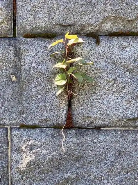 勉强的意思解释,生命力顽强的意思_竞价网