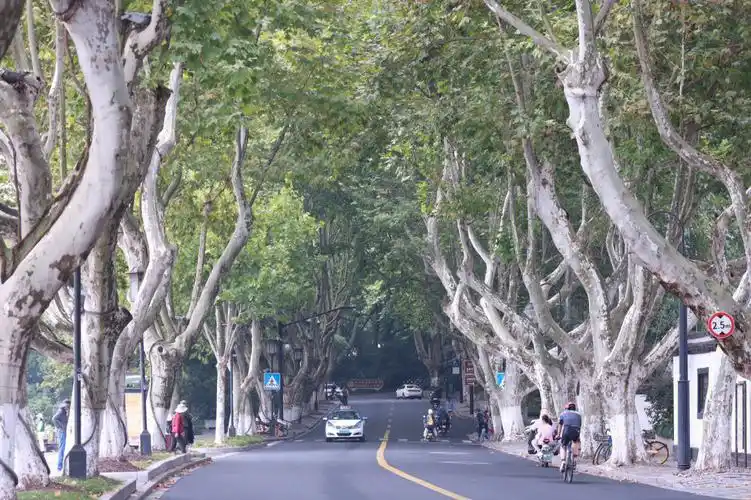 西湖北山路之法国梧桐