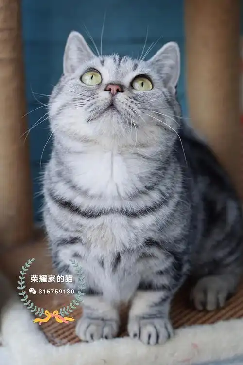 绝育领养,曼基康,矮脚虎斑妹妹,找新家