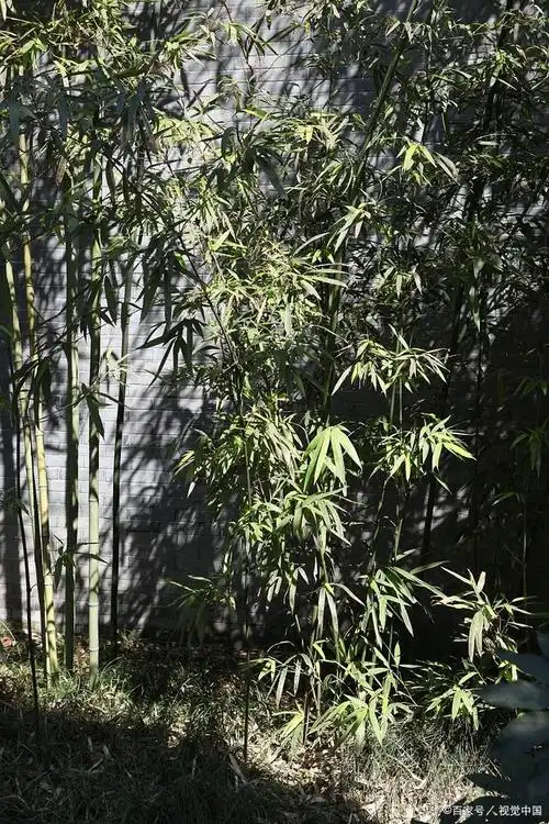 移居新竹已堪看,劚破莓苔得几竿