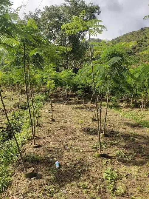 原生苗l 凤凰木2～3公分