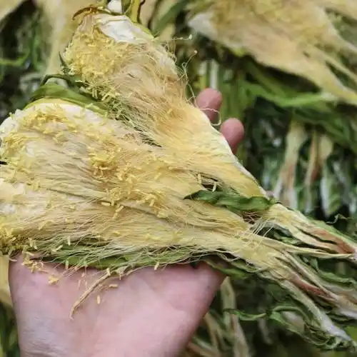 [霸王花批发]霸王花大量批发剑花绿色霸王花干生晒青花滋补煲汤料品质