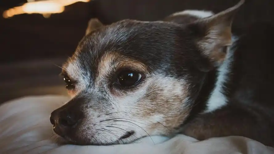 2020-06-16壁纸标签:狗4k壁纸封面图狗壁纸【713】壁纸于2020-06-16