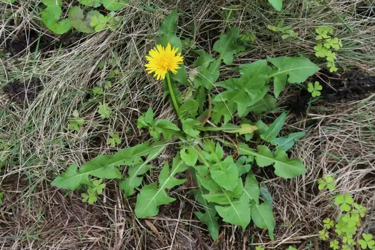 《自然童心 植物图鉴》之蒲公英