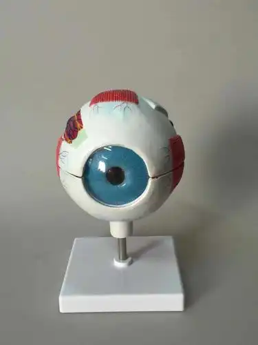 6倍眼球模型 教学模型 人体眼球放大模型 解剖模型 可定制logo