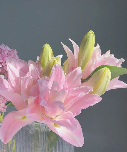 新森林浅粉色重瓣百合蜜糖水晶顺丰发货鲜切花送人礼物节日