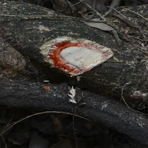 广东新鲜鸡血藤 鸡血屯血风藤 红藤大血藤500克煲汤料