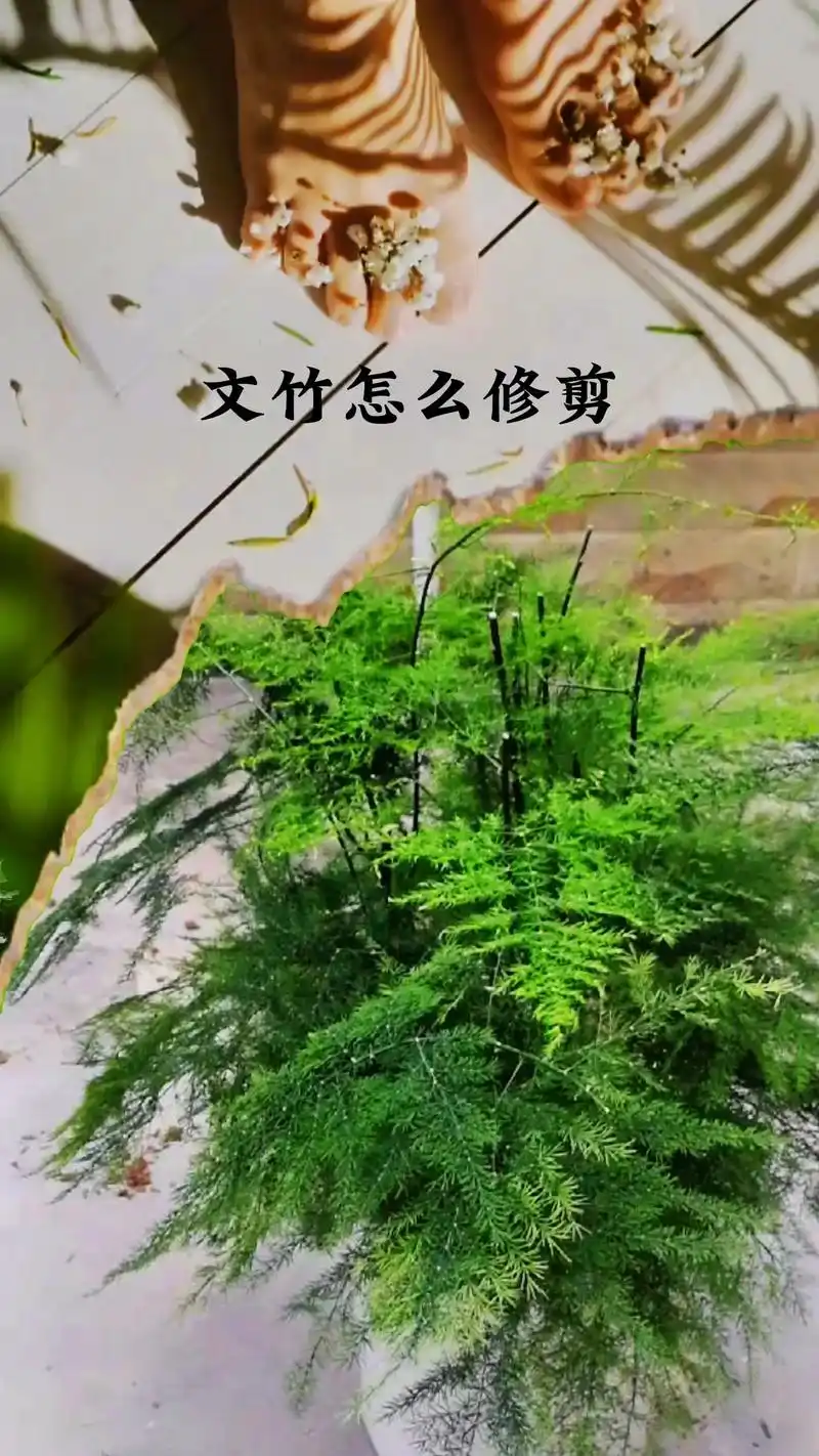 文竹怎么修剪.#花卉绿植 #植物百科 #文竹盆栽 #文竹怎么 - 抖音