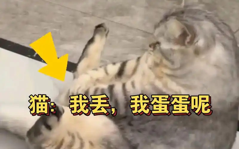 猫:我丢,我蛋蛋呢