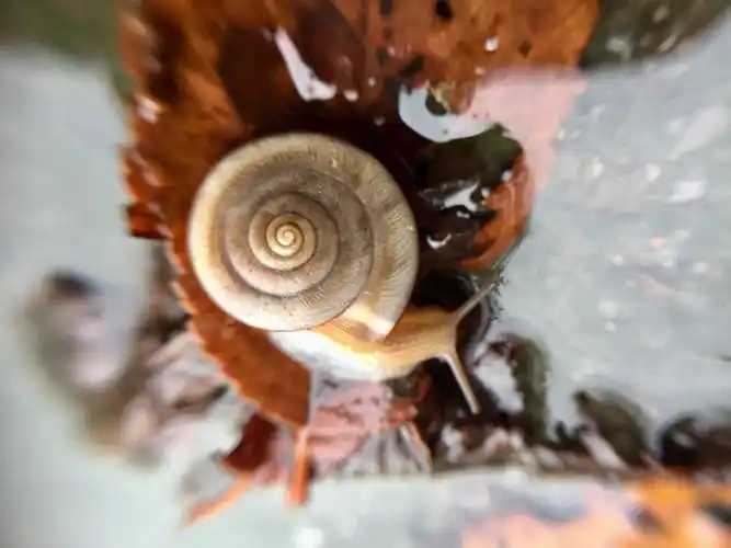蜗牛