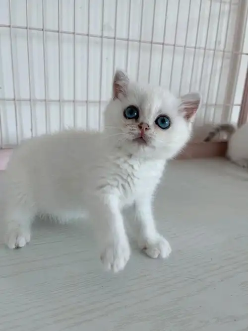 青岛猫舍  #青岛猫咪  #银点  #银渐层  #英短银点