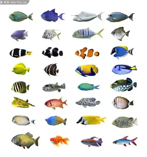 九幼大班级部"线上推送9"——大班周一美术《各种各样的鱼》