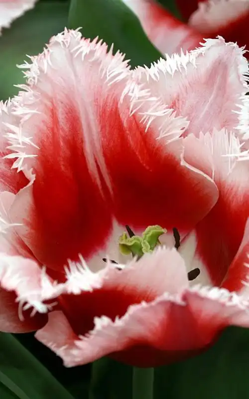 好看的郁金香图片大全手机壁纸