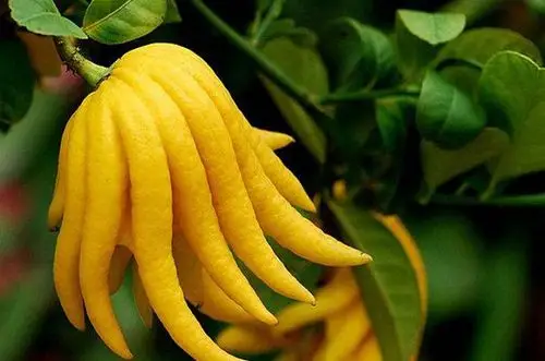 佛手的栽培技术以及盆栽养护,注意事项