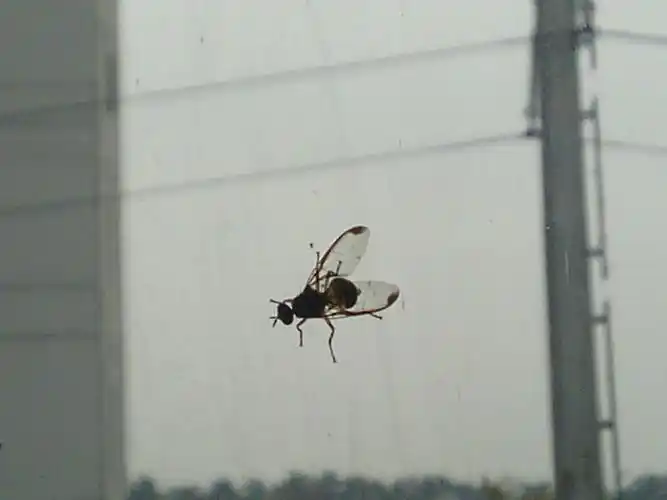 苍蝇趴在玻璃上的图片