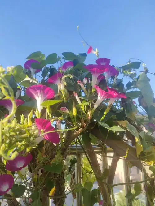 每天早上努力绽放属于自己的美丽#我的秘密花园  #露台花园  #牵牛花