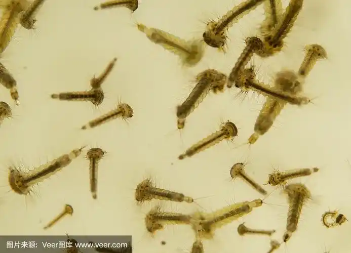 蚊子的幼虫