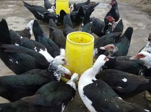 养殖500只火鸭成本要多少可以赚到多少钱