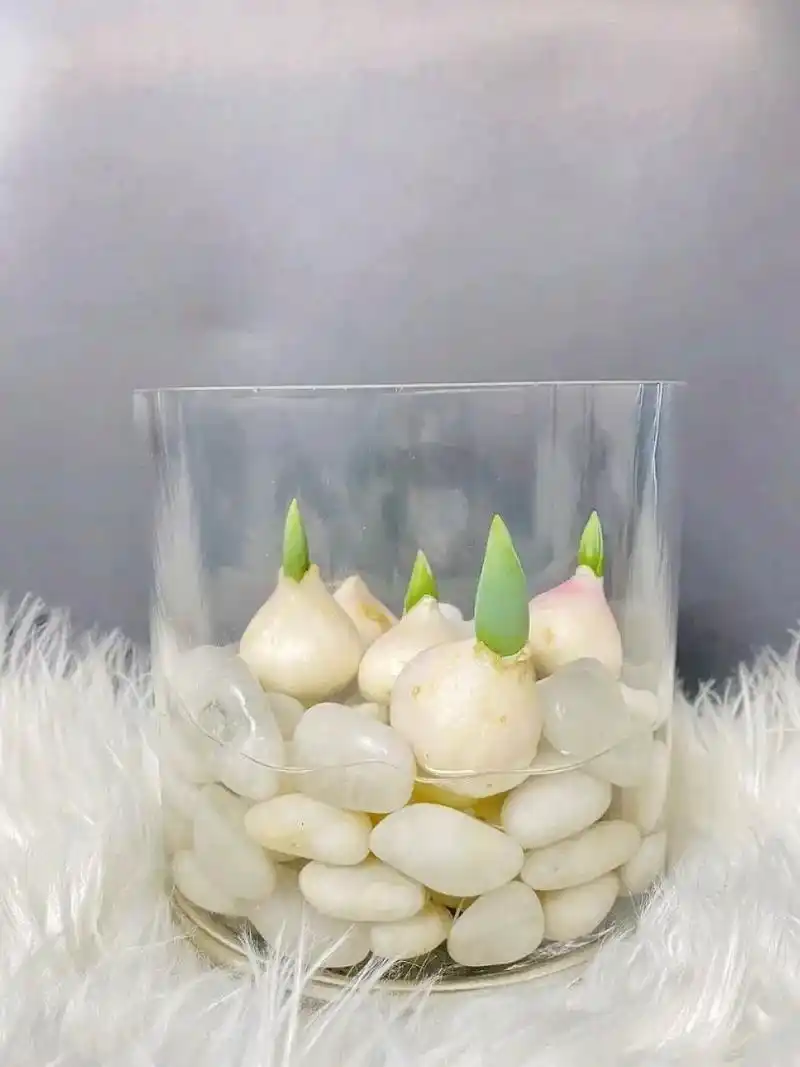 郁金香水培方法及注意事项.