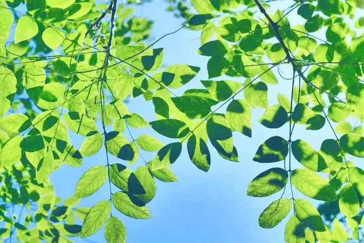 槐树叶图片大全(槐树叶图片大全高清图片) - 123植物网