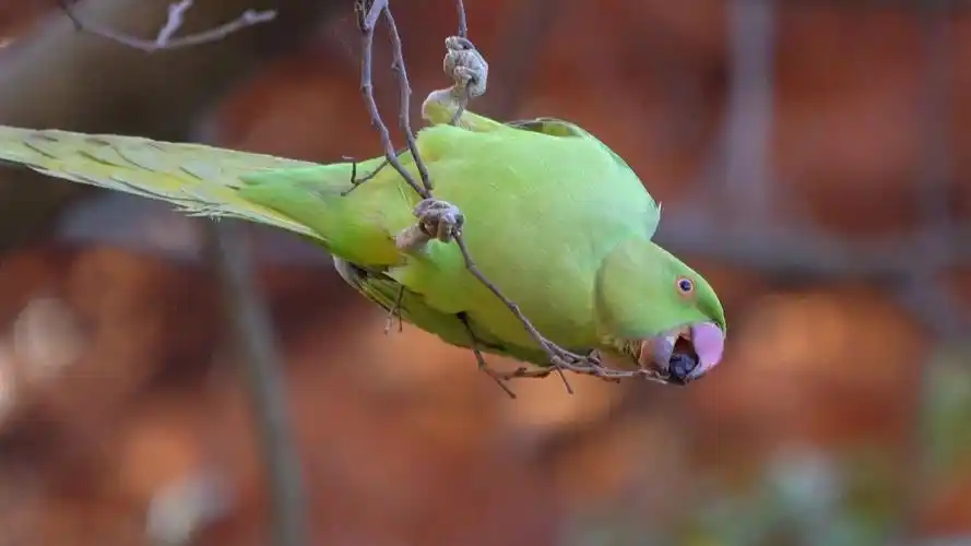 野生的月轮鹦鹉恰果子