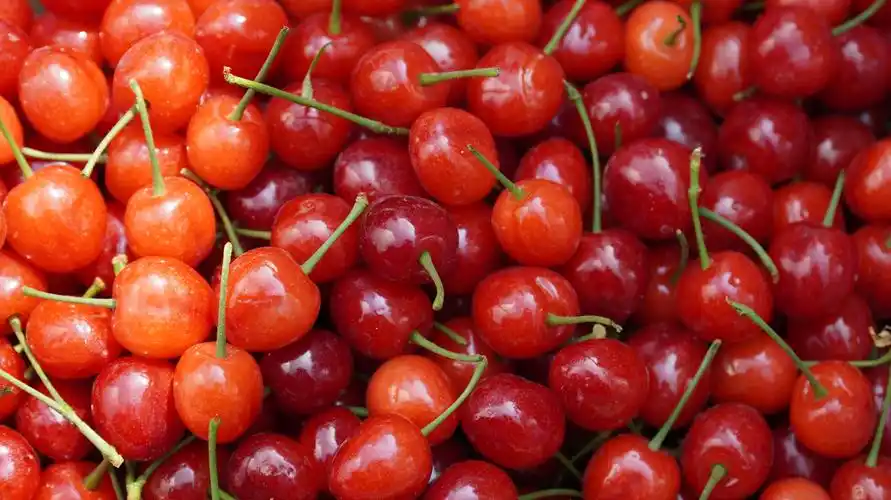 水晶樱桃红了四川犍为首届水晶樱桃文化旅游节正式启动