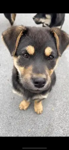 领养求助!上海/苏州 四眼狗狗找领养啦!