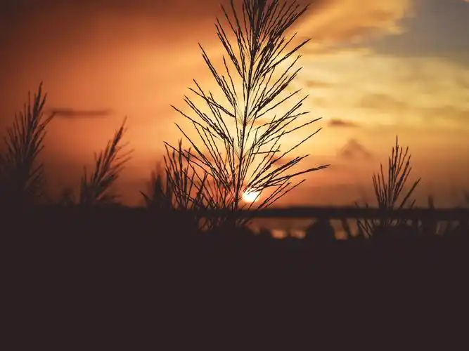 草,日出,黎明 壁纸