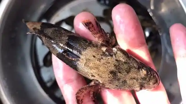 刚在小溪里抓上来的野生小鱼,身上长满了黑斑,这鱼能吃吗?