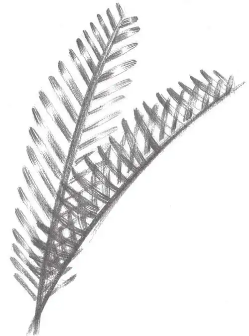 素描叉叶苏铁的绘画技法(4)