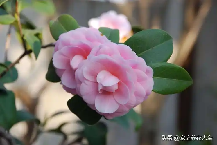 茶花也叫断头花(盛夏6月山茶花)