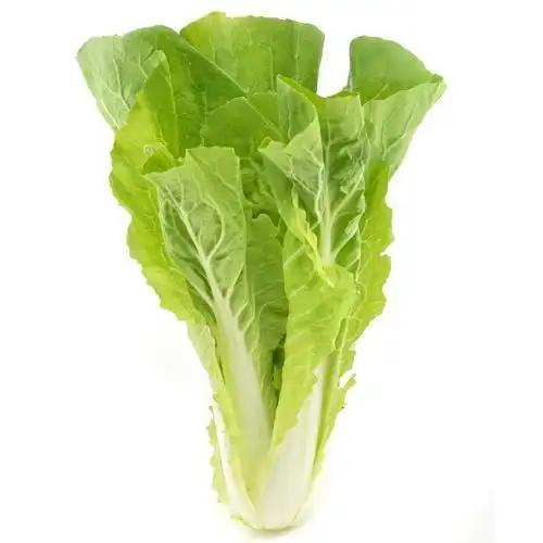 杭白菜500g 新鲜蔬菜毛毛菜 杭白菜 as 七果果新鲜蔬菜 【价格图片