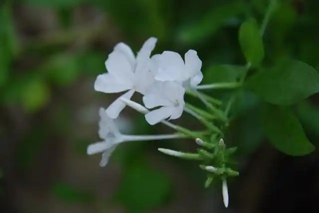 的是白花球兰 还有海南的热带花卉植物鸡蛋花 就知道这些是白色的了