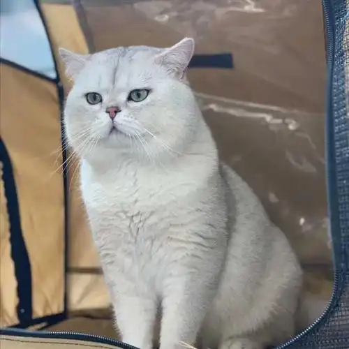 越来越多人养"银渐层"的原因