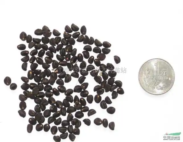 江西矮牵牛种子介绍