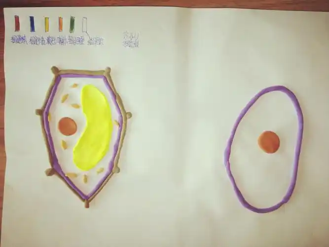让生物世界的奥秘不再神秘——记动植物细胞模型制作活动