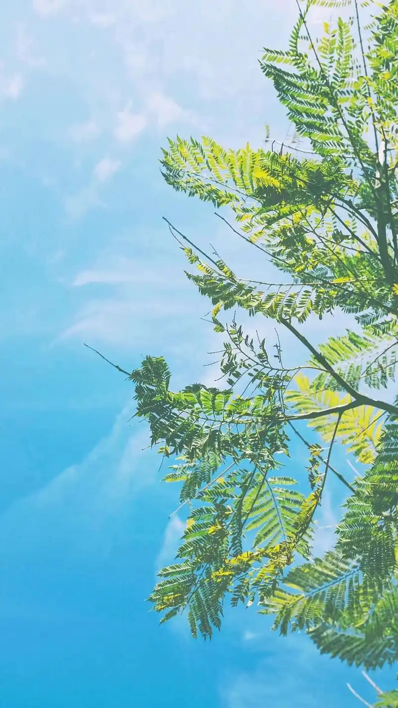 夏天唯美图片高清手机壁纸