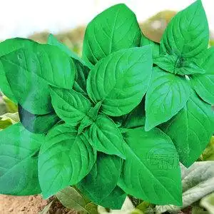 河南特产大叶荆芥菜种籽菜苗孑夏季荆芥苗盆栽秧种子菜籽荆棘苗子