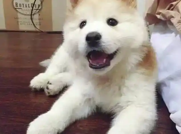 这些独特的杂交狗狗,保证你没见过