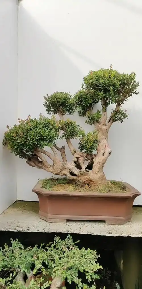 小叶赤楠古桩盆景