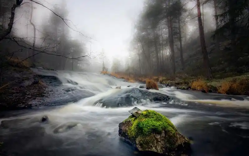 流,石头,苔藓,树木,雾