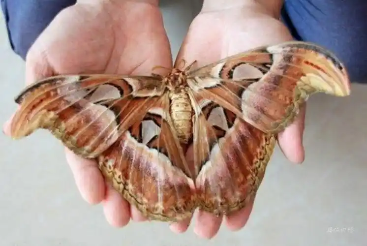 吉水惊现翅膀达23厘米的巨型蝴蝶