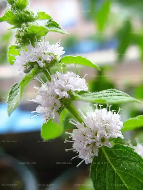 薄荷花图片