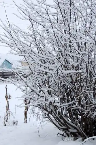 冬天的自然景观是下雪后的白色树木