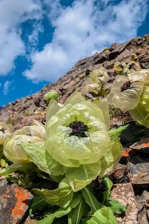 雪莲从你的全世界路过