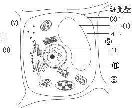 细胞器亚显微结构图简笔画